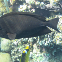 фото из отзыва ID 2742554