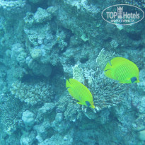 фото из отзыва ID 2742554