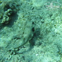 фото из отзыва ID 2742554