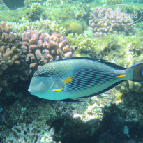 фото из отзыва ID 2742554