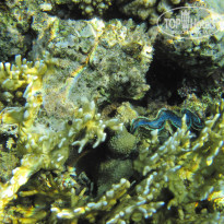 фото из отзыва ID 2742554