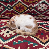 фото из отзыва ID 2742702