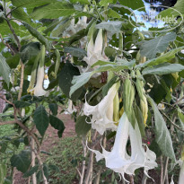 фото из отзыва ID 2742702