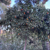 фото из отзыва ID 2742702