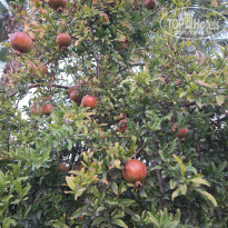 фото из отзыва ID 2742763