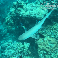 фото из отзыва ID 2742828