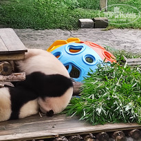 фото из отзыва ID 2742945