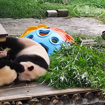 фото из отзыва ID 2742945