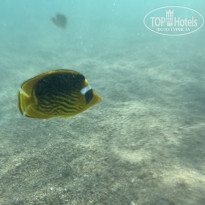 фото из отзыва ID 2742548