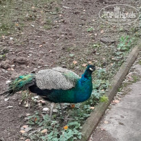 фото из отзыва ID 2743012