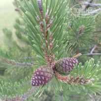 фото из отзыва ID 2743020