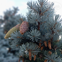 фото из отзыва ID 2743020