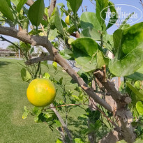 фото из отзыва ID 2743045