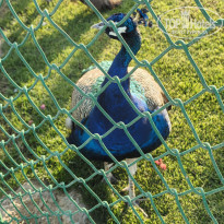 фото из отзыва ID 2743045