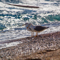 фото из отзыва ID 2743044