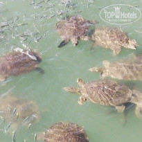 фото из отзыва ID 2741930