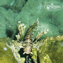 фото из отзыва ID 2743096