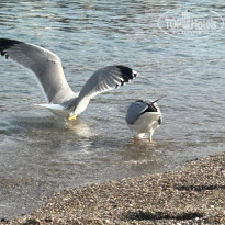 фото из отзыва ID 2743142