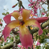 фото из отзыва ID 2742988