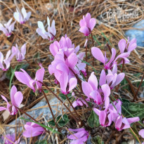 фото из отзыва ID 2742988