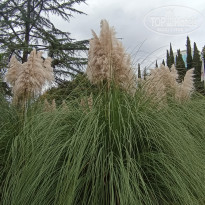 фото из отзыва ID 2743167