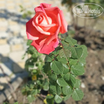 фото из отзыва ID 2743167