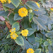 фото из отзыва ID 2743167