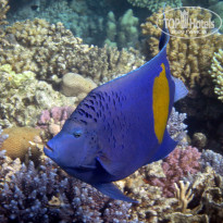 фото из отзыва ID 2741655