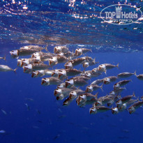 фото из отзыва ID 2741655