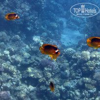 фото из отзыва ID 2741655