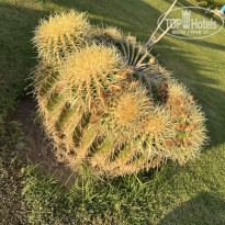 фото из отзыва ID 2743251