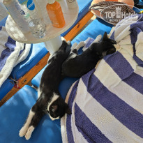 фото из отзыва ID 2743203