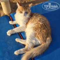 фото из отзыва ID 2743203