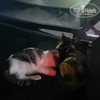 фото из отзыва ID 2743287