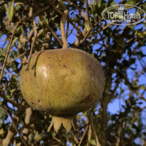 фото из отзыва ID 2743338