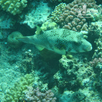 фото из отзыва ID 2743670