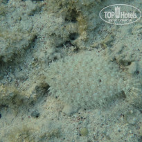 фото из отзыва ID 2743670