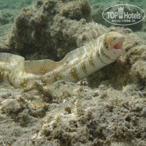 фото из отзыва ID 2743670