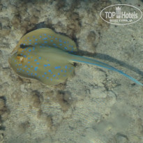 фото из отзыва ID 2743670