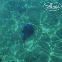 фото из отзыва ID 2743708