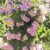 фото из отзыва ID 2743887