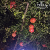 фото из отзыва ID 2743887