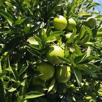 фото из отзыва ID 2743887