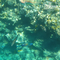 фото из отзыва ID 2744015