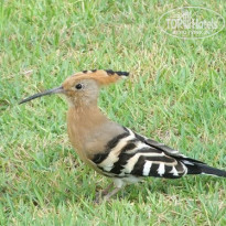 фото из отзыва ID 2744111