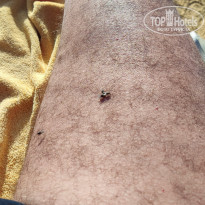 фото из отзыва ID 2744132