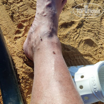 фото из отзыва ID 2744132