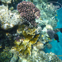 фото из отзыва ID 2744328