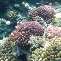 фото из отзыва ID 2744328