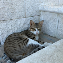 фото из отзыва ID 2744447